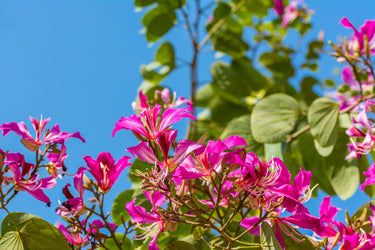 10 PURPLE ORCHID TREE Bauhinia Purpurea Camel's Foot Butterfly Flower Tree Hummingbird Seeds